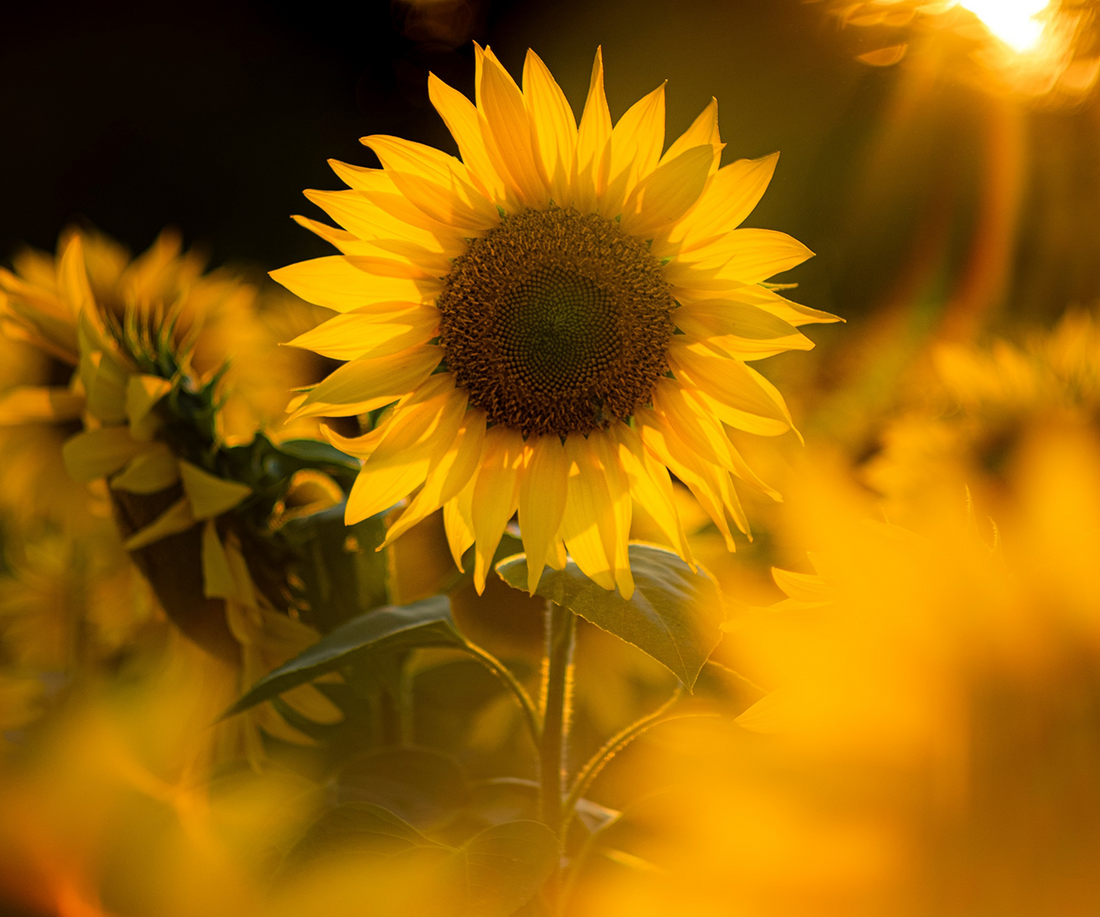 Ingredient spotlight: sunflower oil